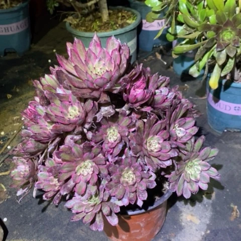 紫霞仙子多肉植物043