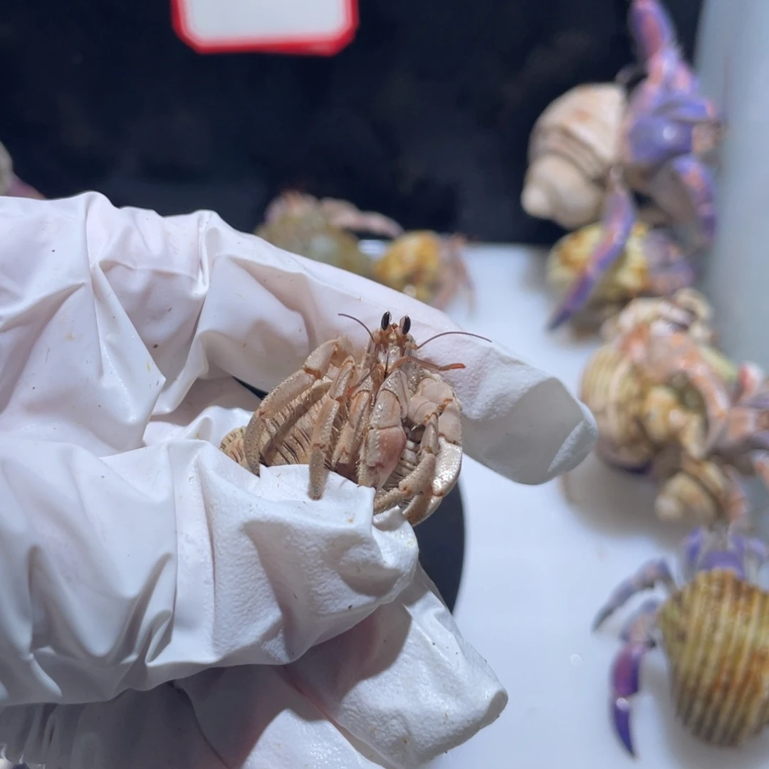 P6 紫陆奶桔色1.1口