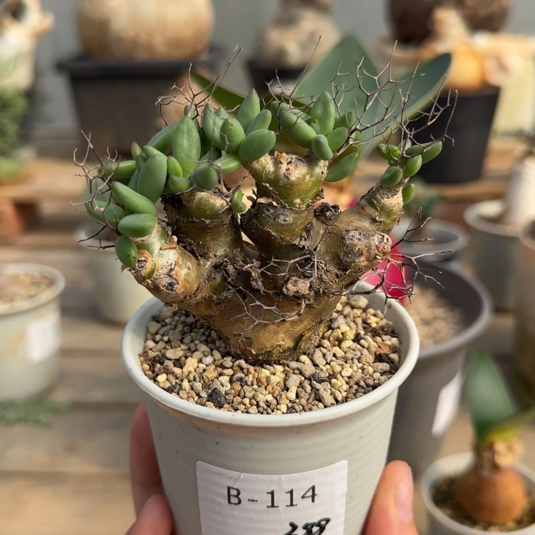 114钢丝万物想块根植物
