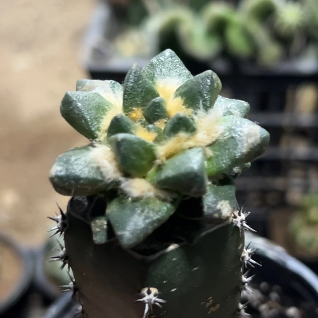 无花朵短尤龙角牡丹133