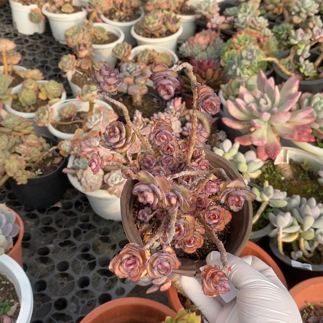 3986锦绣牡丹一物一拍