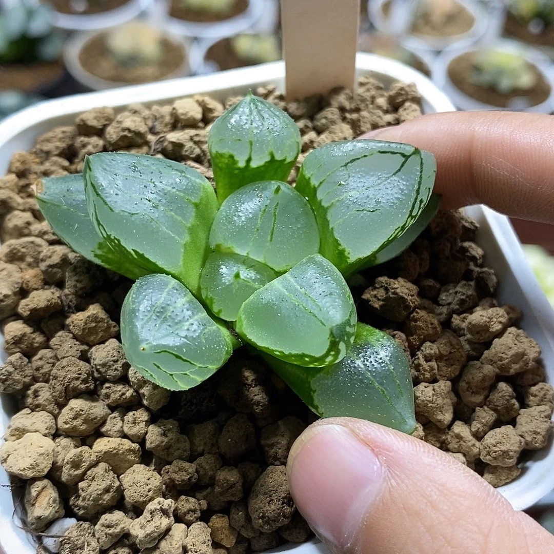 心****红65虞美人哈哈哈哈哈哈