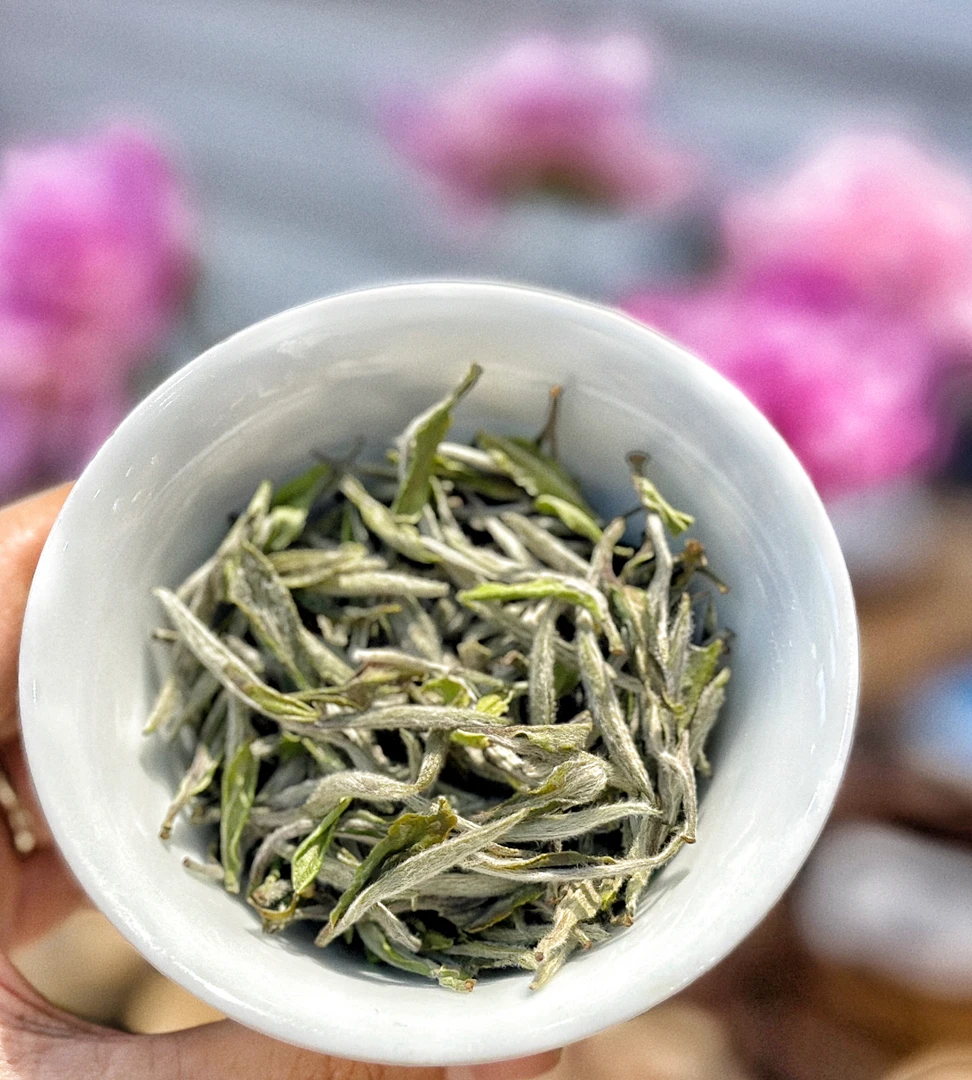 2025牡丹王福鼎白茶磻溪白牡丹白茶深山