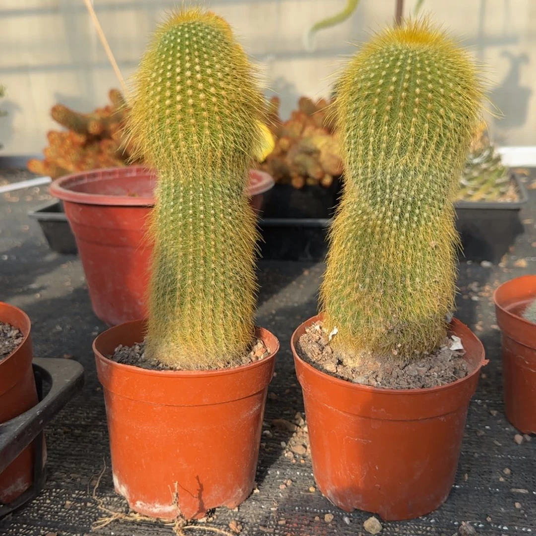 无花朵金丝猴大单头