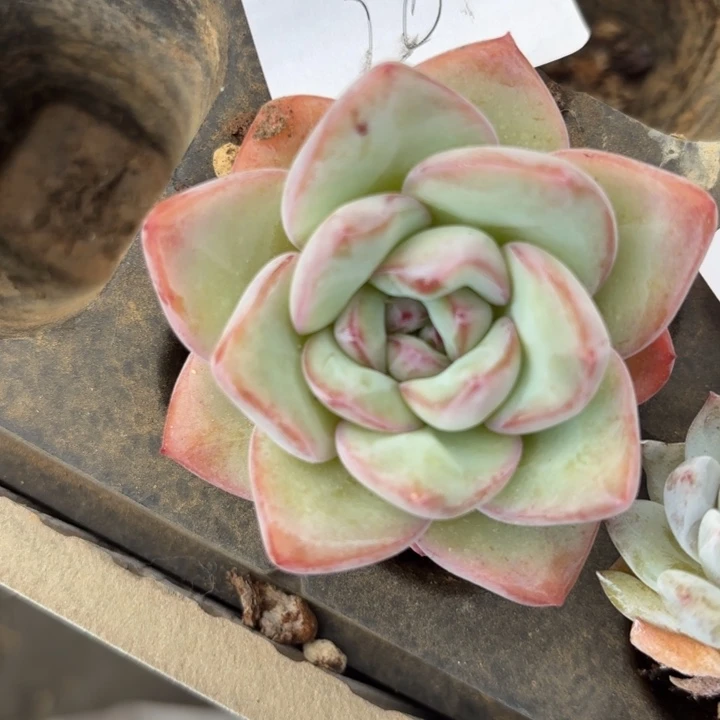 闪吼28呀呀呀呀呀呀呀呀呀雨啊