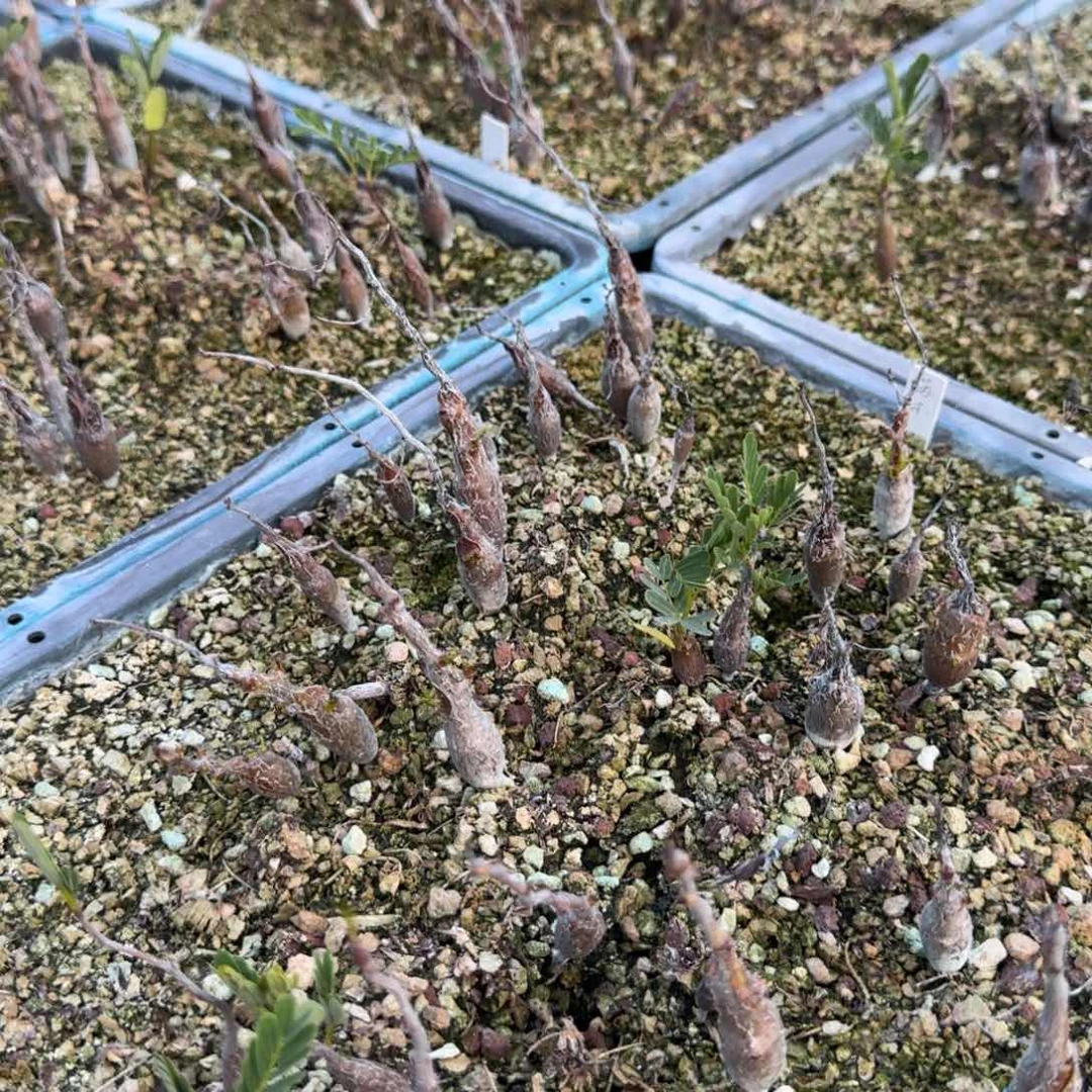 5颗实生沙漠苏木量拍多肉