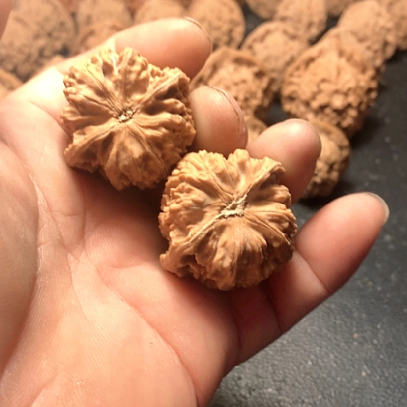【闪购商品】红*卧龙粗筋