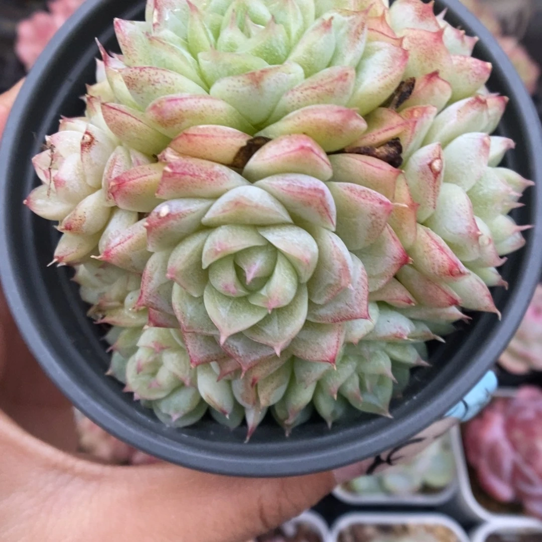 女王玫瑰群生4755号