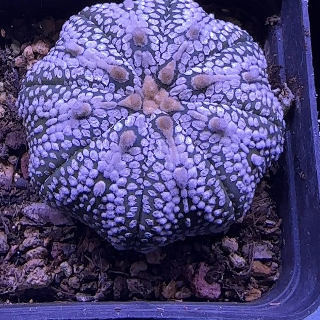 海星奇迹一物一拍