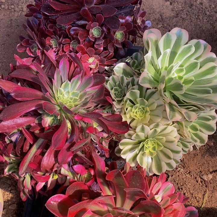 11129号4颗法师组合