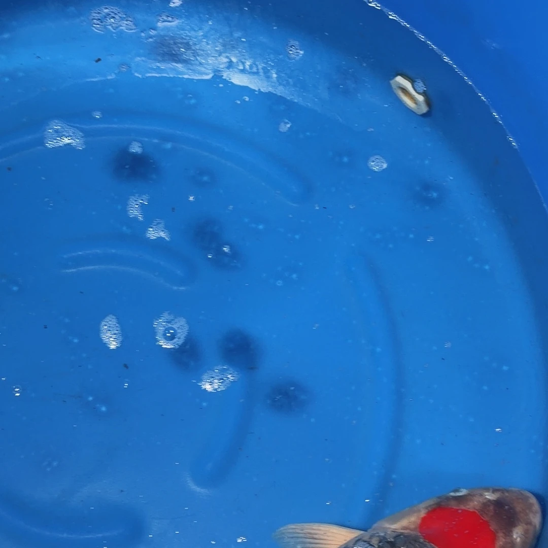 锦鲤五色专拍链接