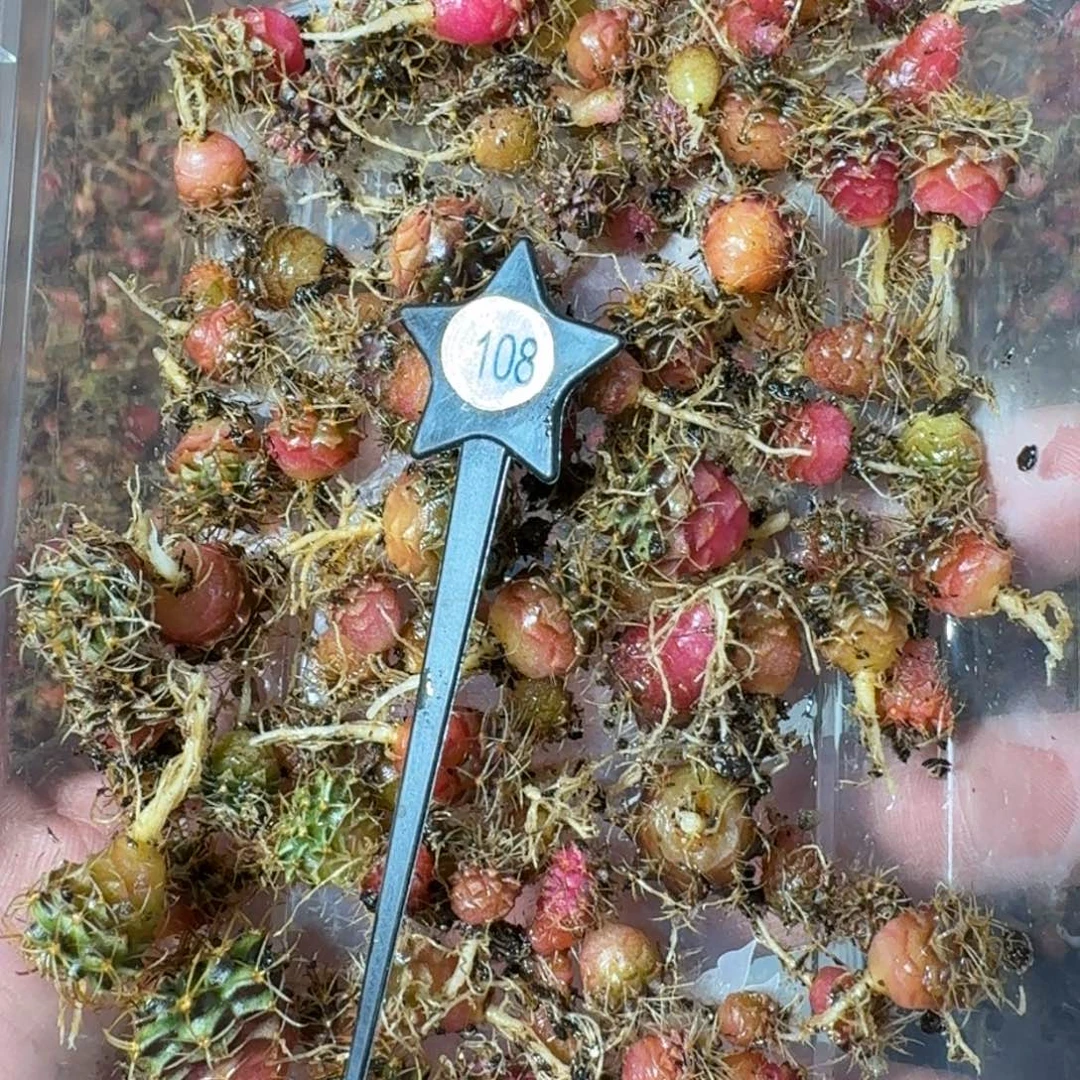 米哈实生自然锦练手球108