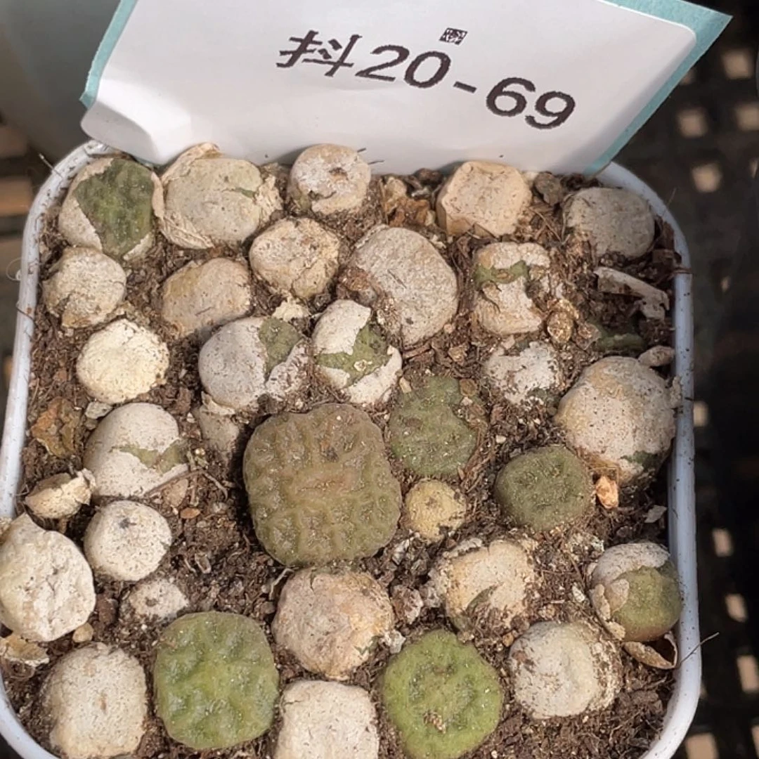 20-69烧麦一盆多肉植物