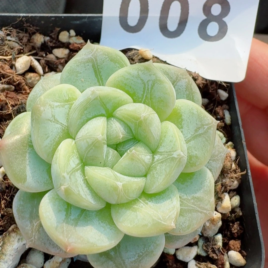 暗纹系         精品多肉