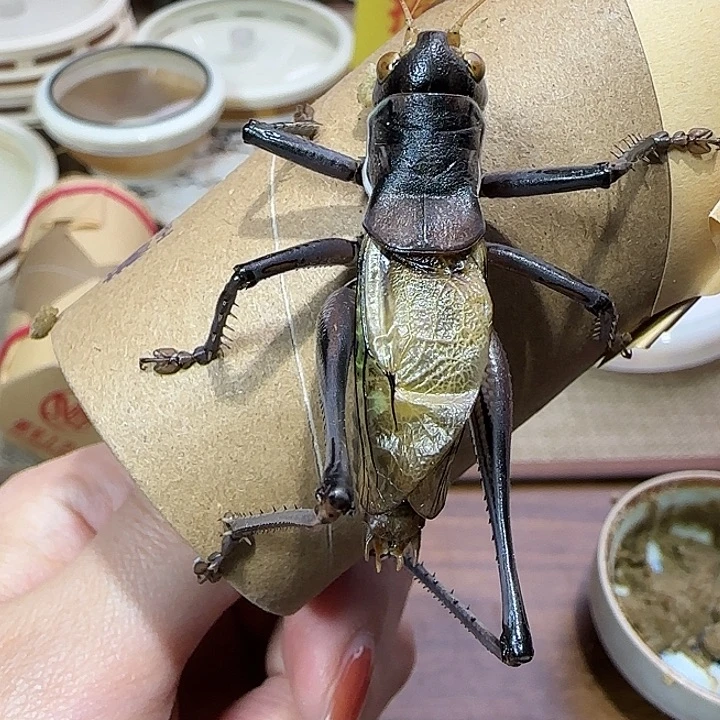 郝建伟蝈蝈一只包邮