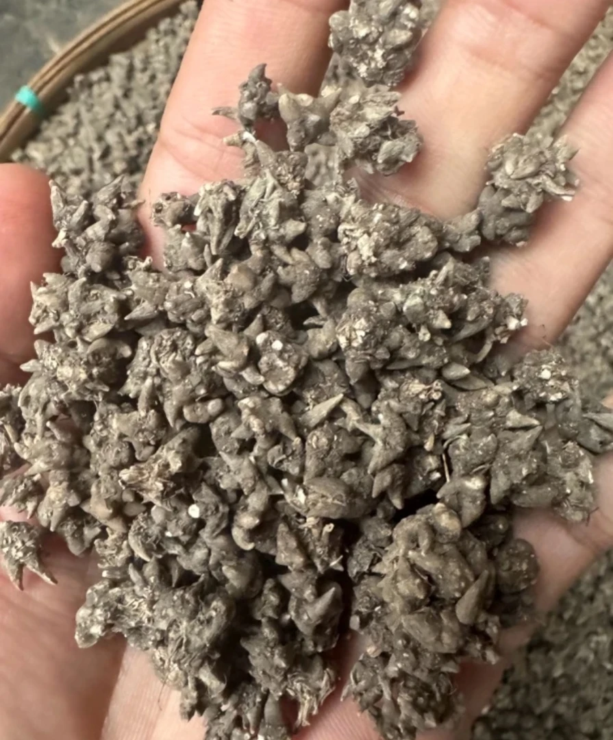 【猫-爪-草】土特产