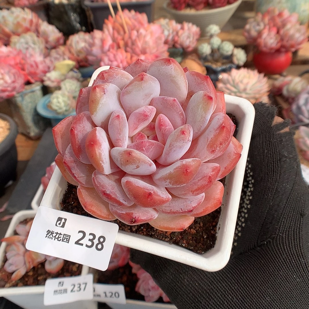 238紫皮橙多肉植物6666