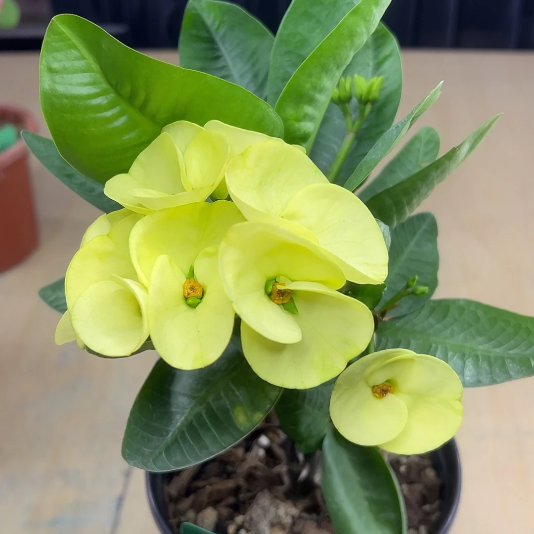 金玉良缘泰国大花虎刺梅