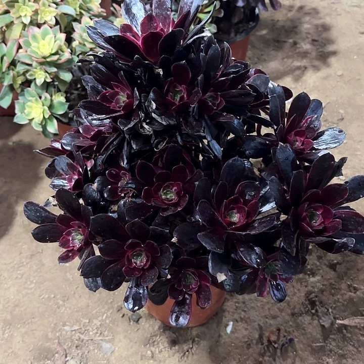 多肉植物赤霞飞117