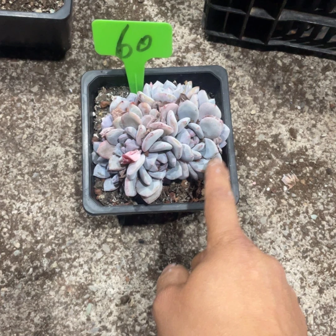 星影缀化多头群生60