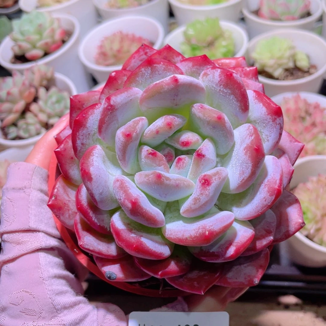 花利美26-483橙梦露