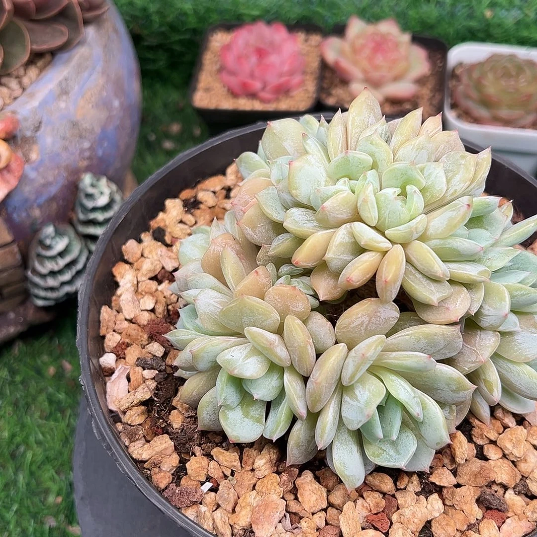 尐***條一物一拍链接，劳林