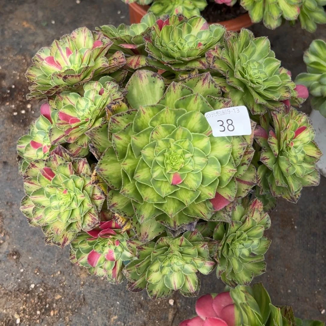 L****?38知否无根多肉植物