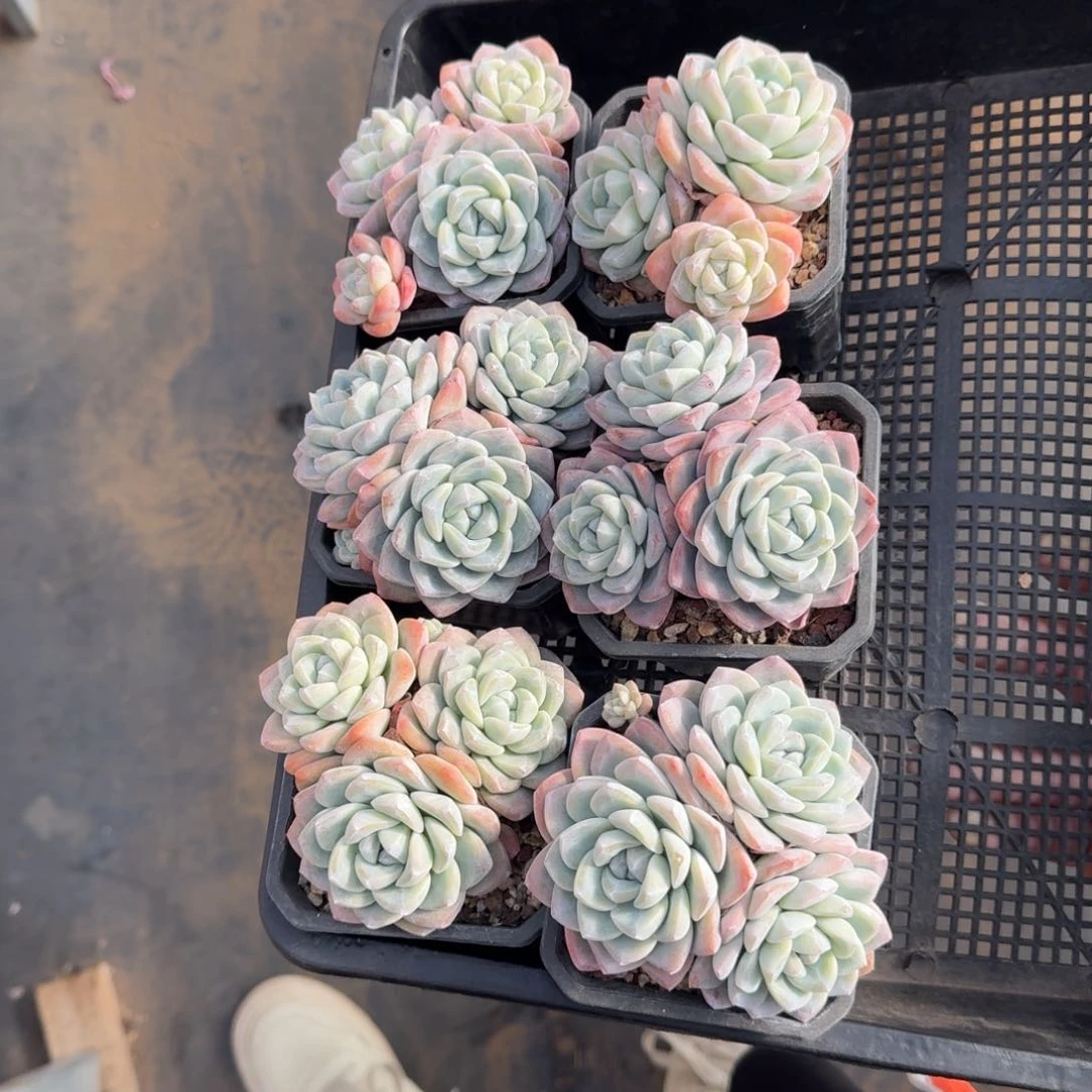 6颗一起一物一拍的