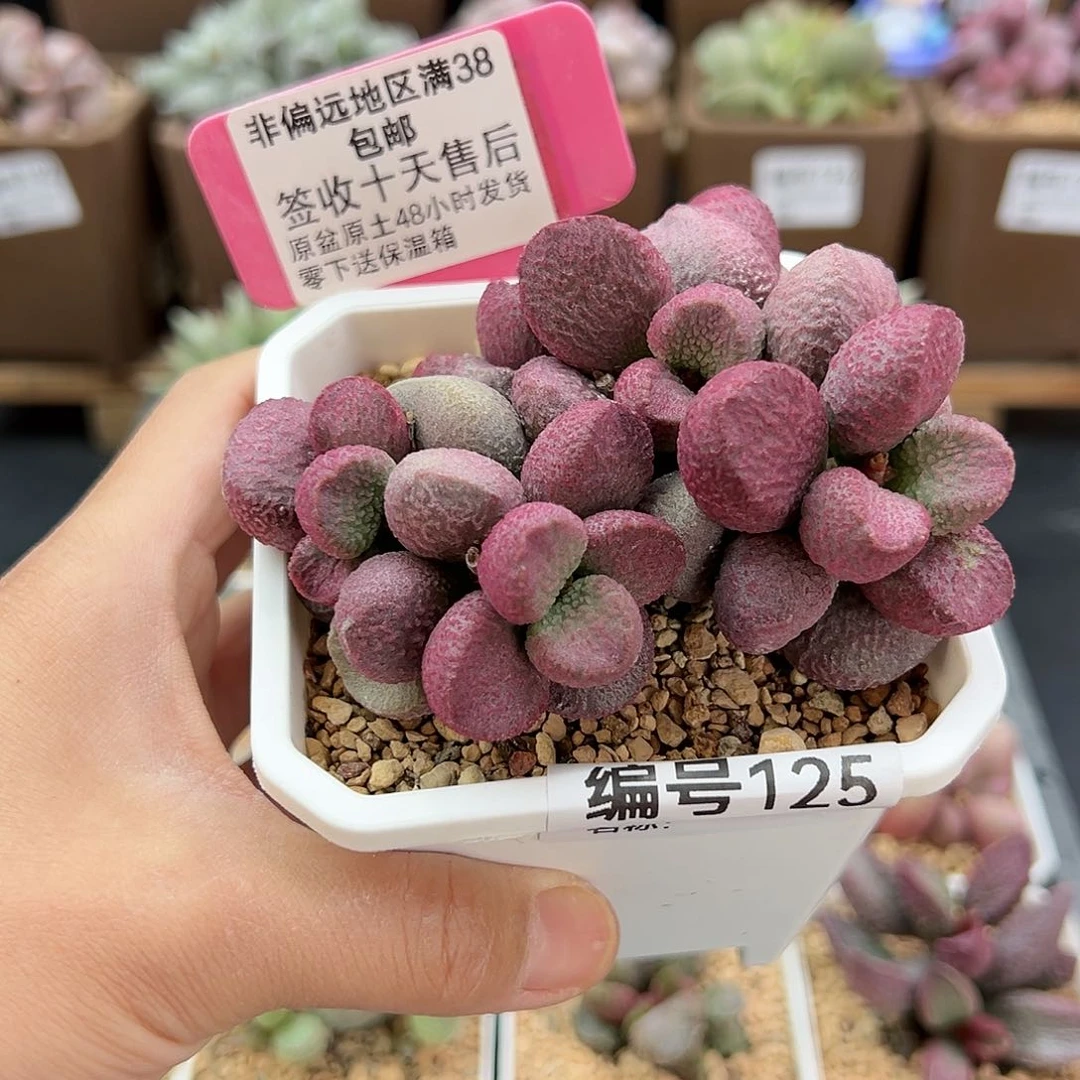 小*运125夏娃多肉植物