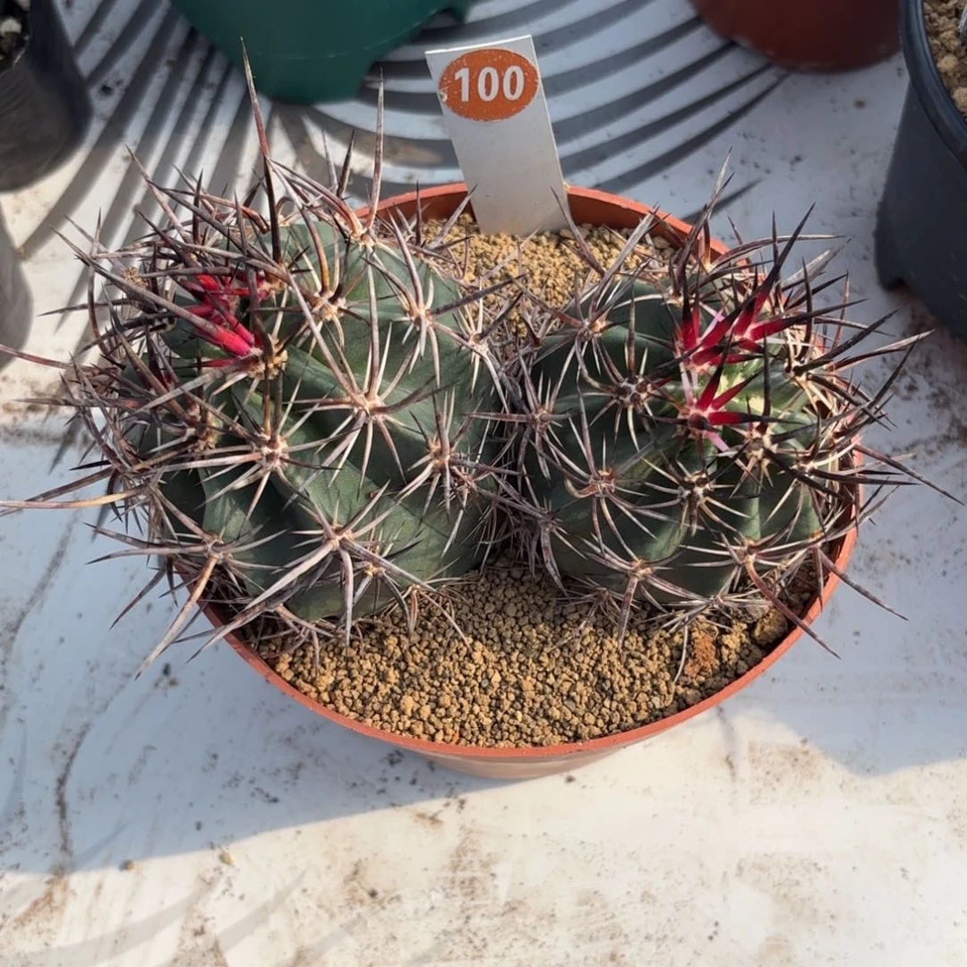 100实生双头林氏幻虾带盆带土