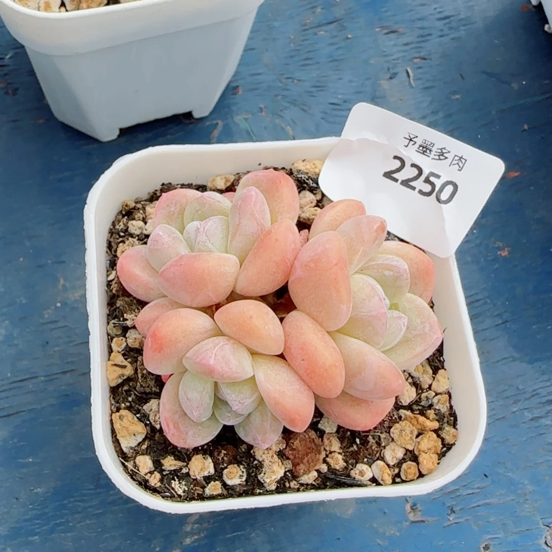 冰玉无砍,2250多肉植物