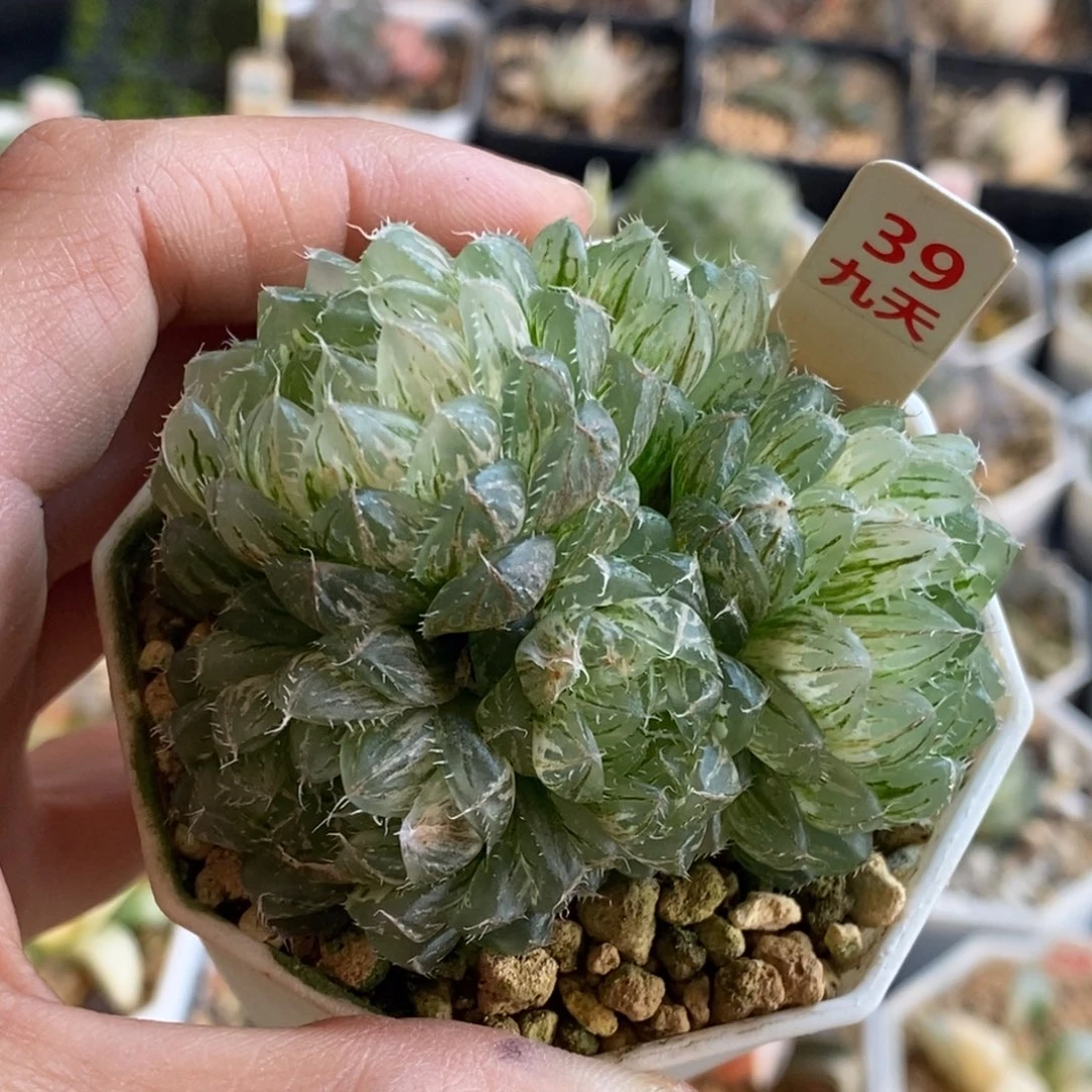 39号翠云玉露锦多肉