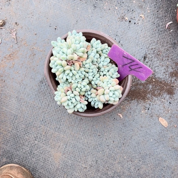 晨语多肉一物一拍74