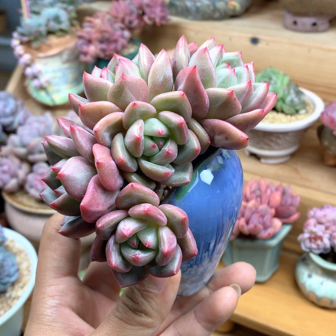 夏洛香槟满68包邮