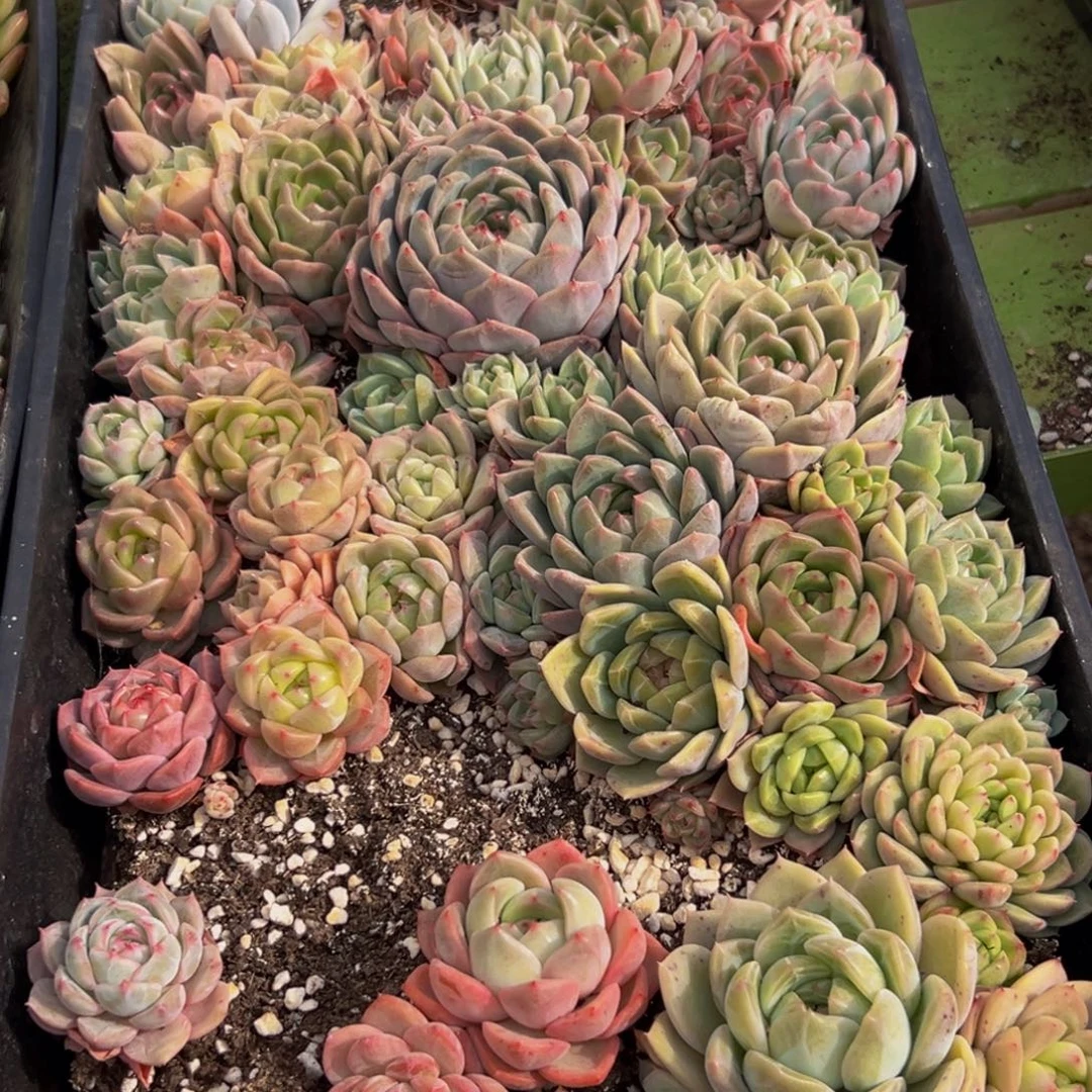 547大热天的一天从早上开始