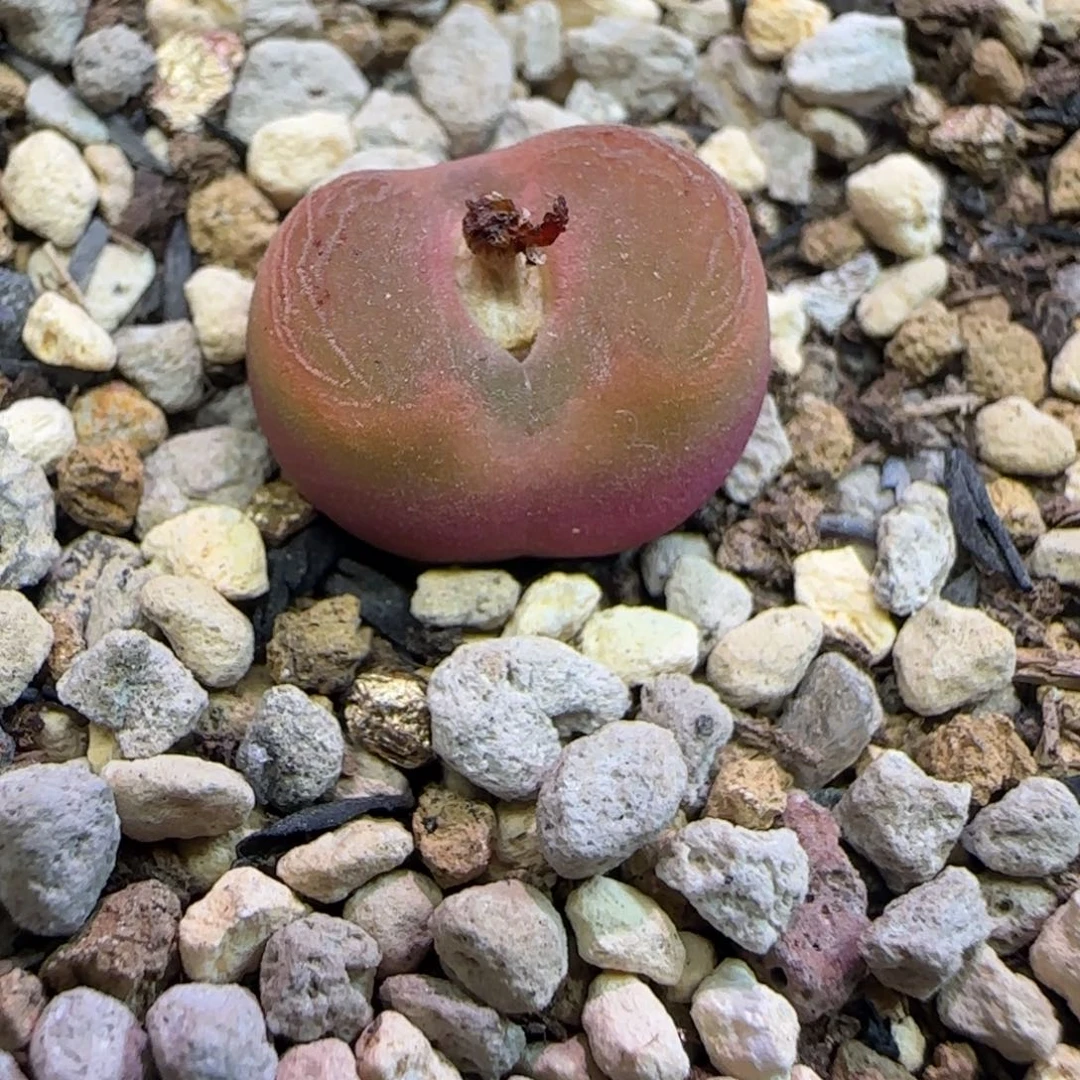 毛杂水晶鞋优选多肉