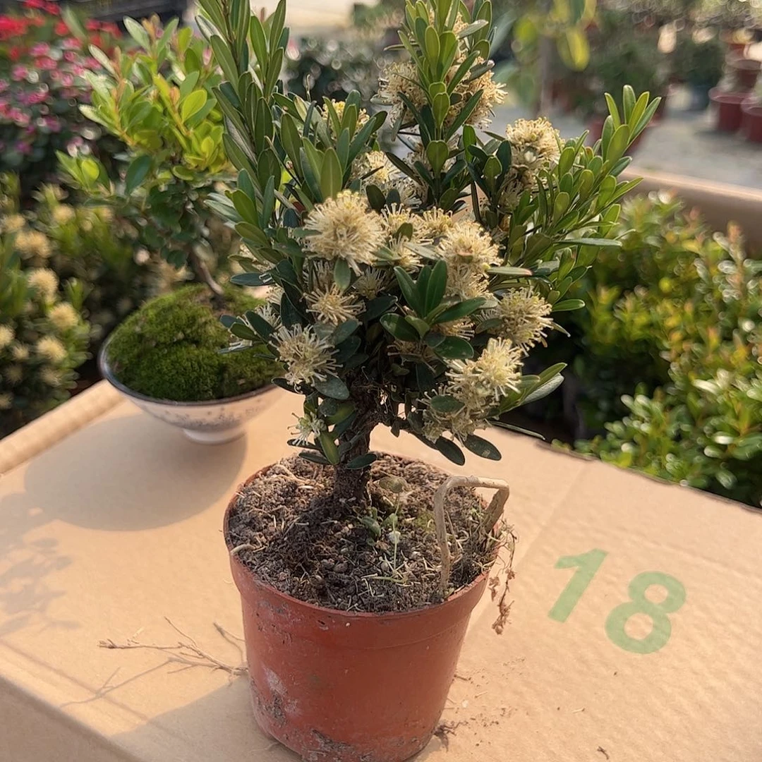 1雀舍黄杨绿植盆栽