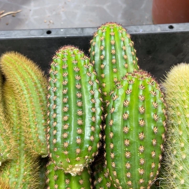 进口金妞金1侧芽一个5.88