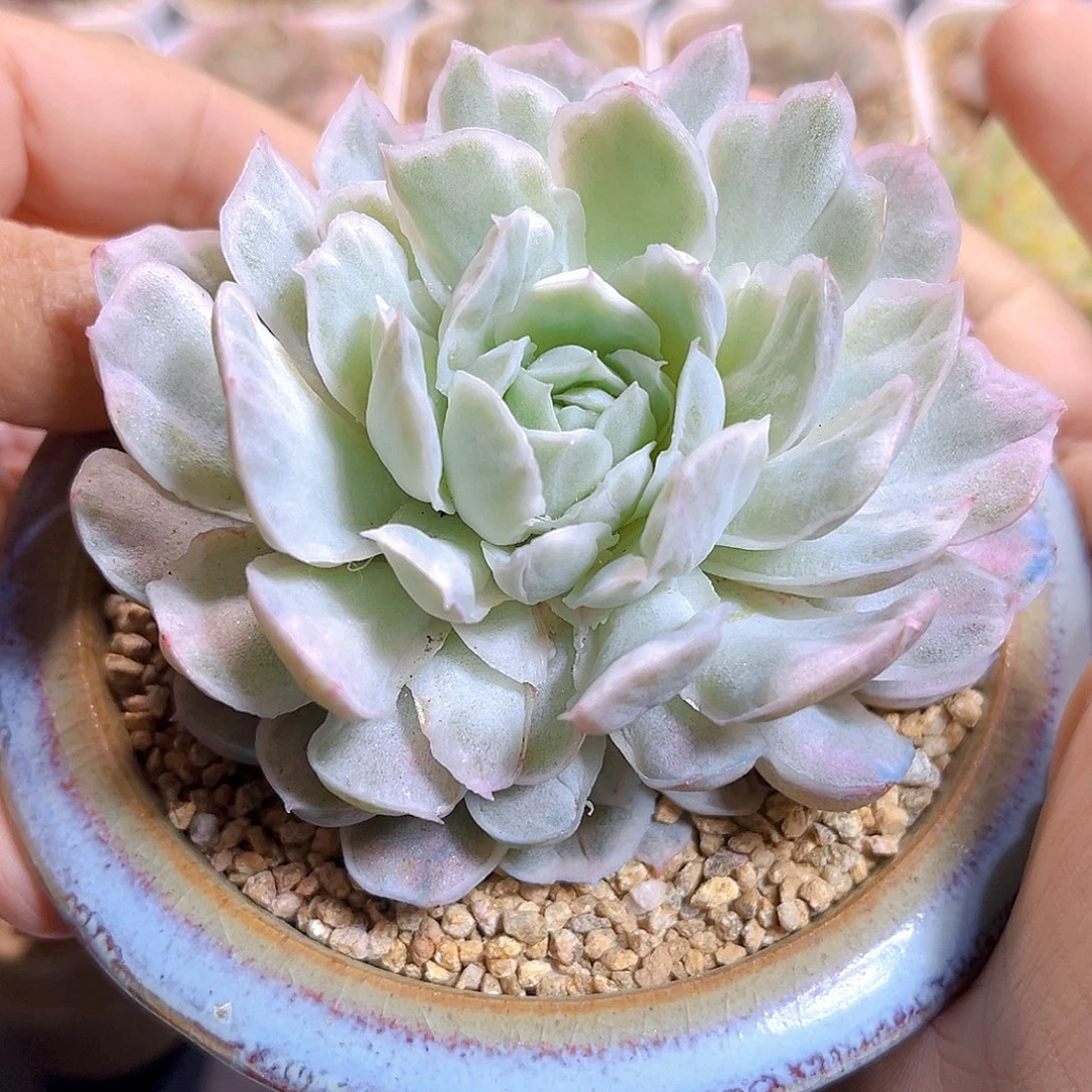 K506 白蝴蝶锦 清