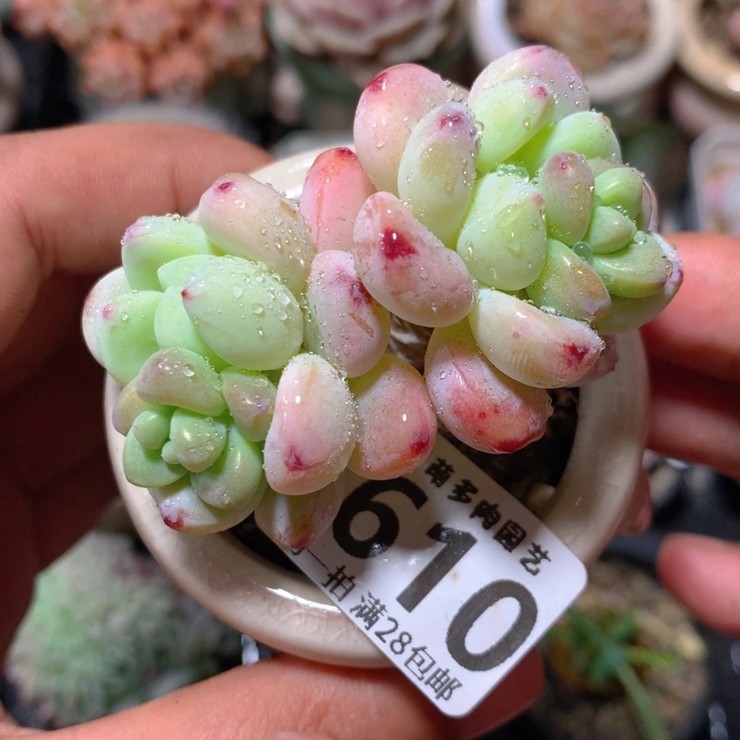 5CM拇指盆精控多肉ZI610