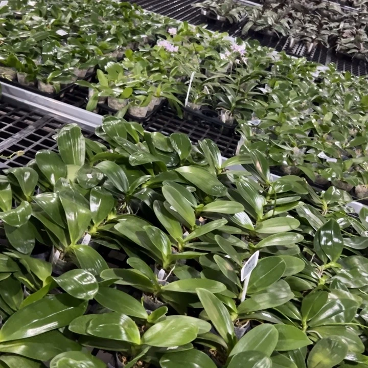 用***6不开花植物蕊娜丝2.5