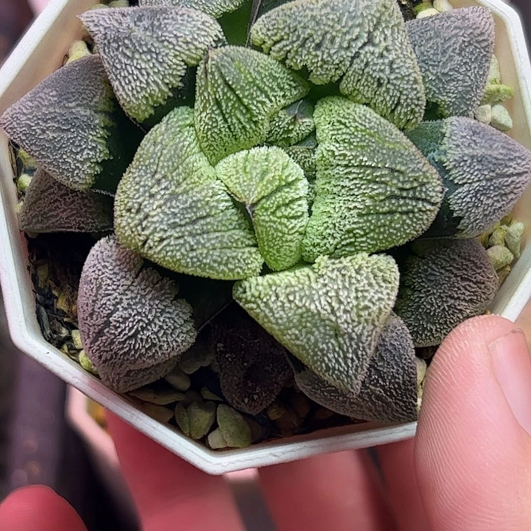 天鹅绒特选十二卷多肉