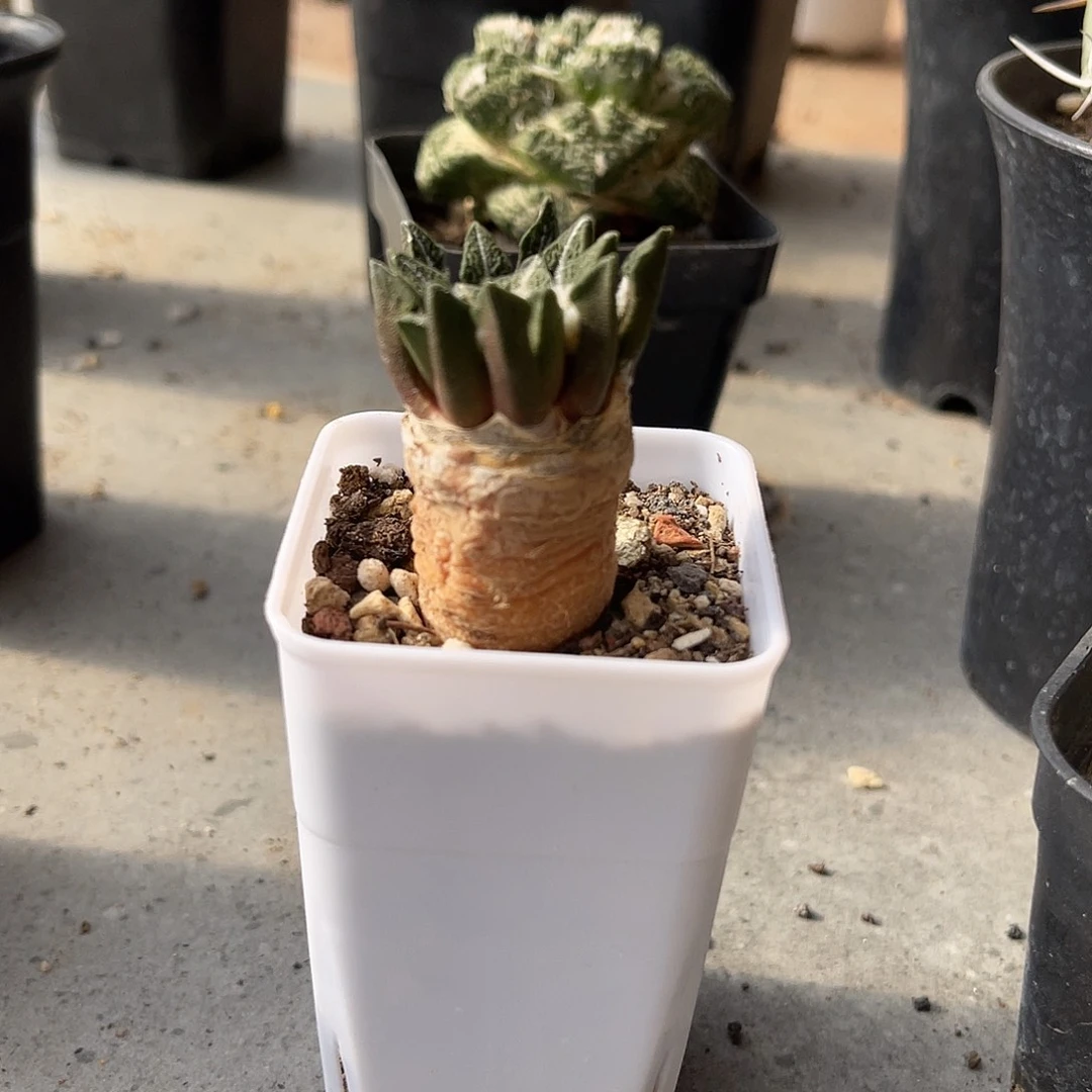 实生黑牡丹一物一拍