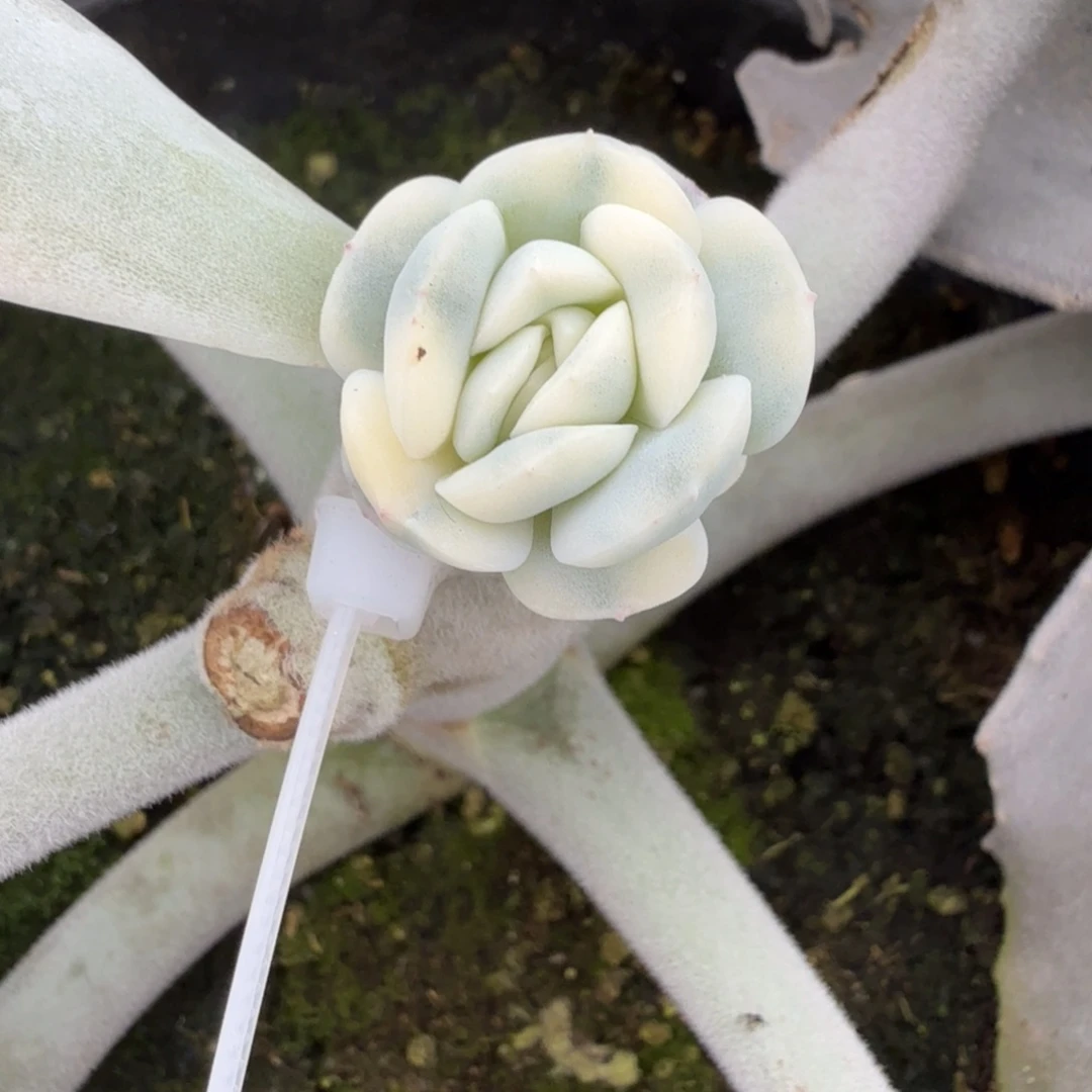 冰玉杂叫 安吉园艺