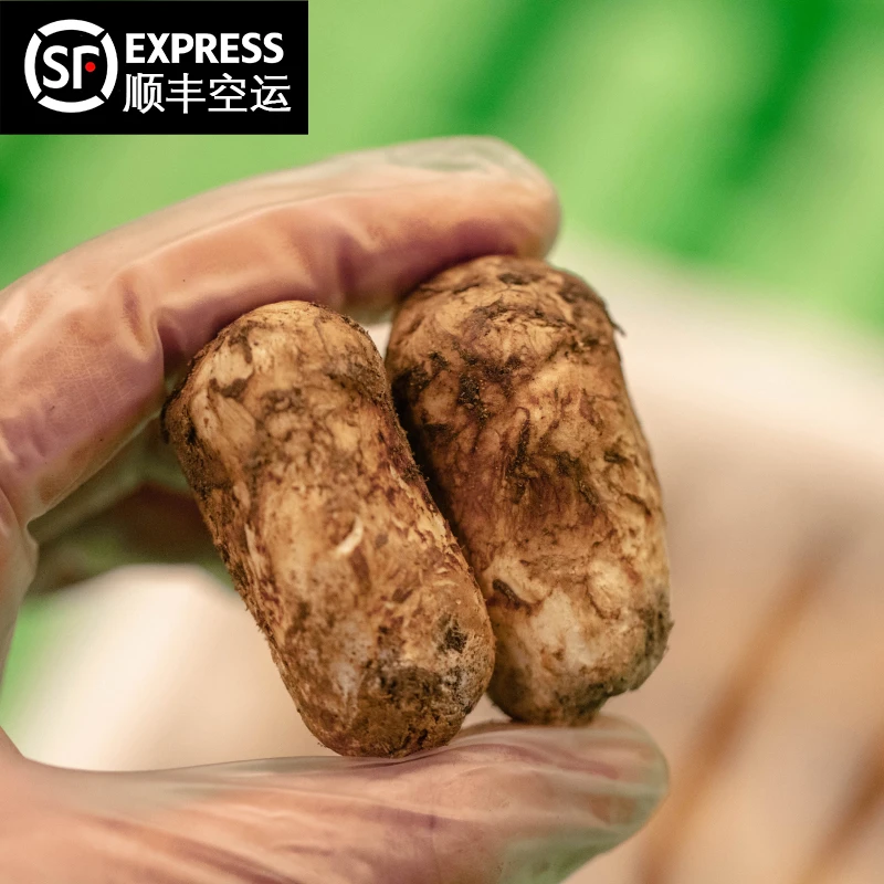 香格里拉松茸正宗新鲜松茸菌菇云南顺丰空运出口级A货精品