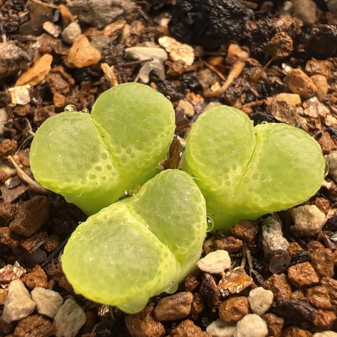 621多肉植物百科