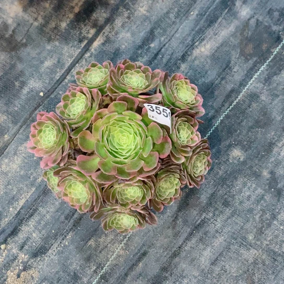 奶白3559多肉1111