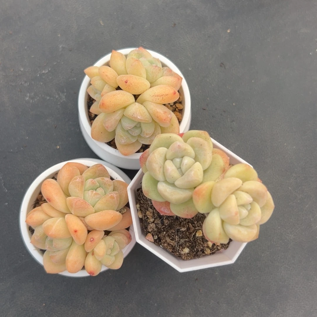 3个冰玉0000000000