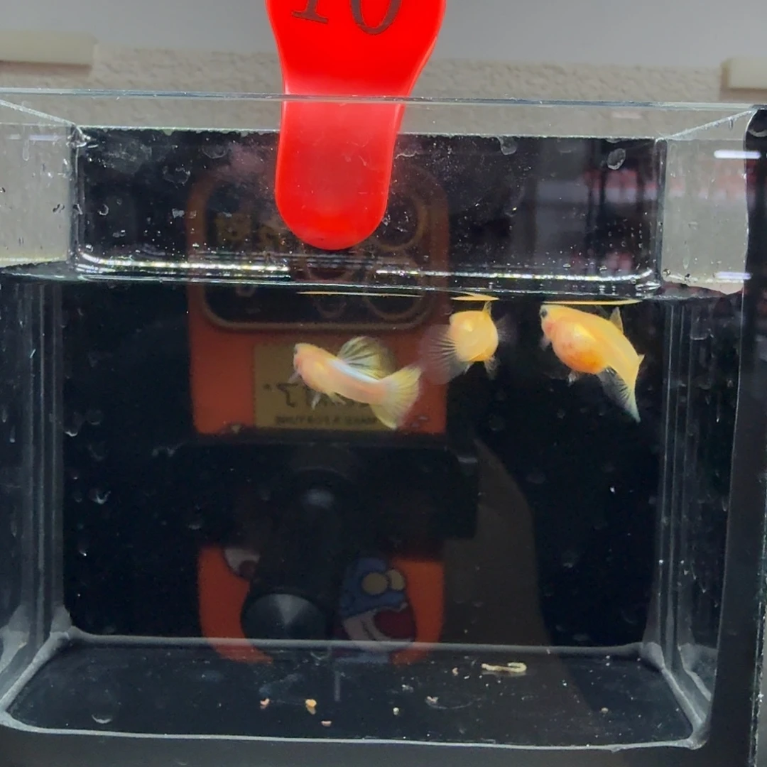 孔雀鱼玻璃猫孔雀鱼10