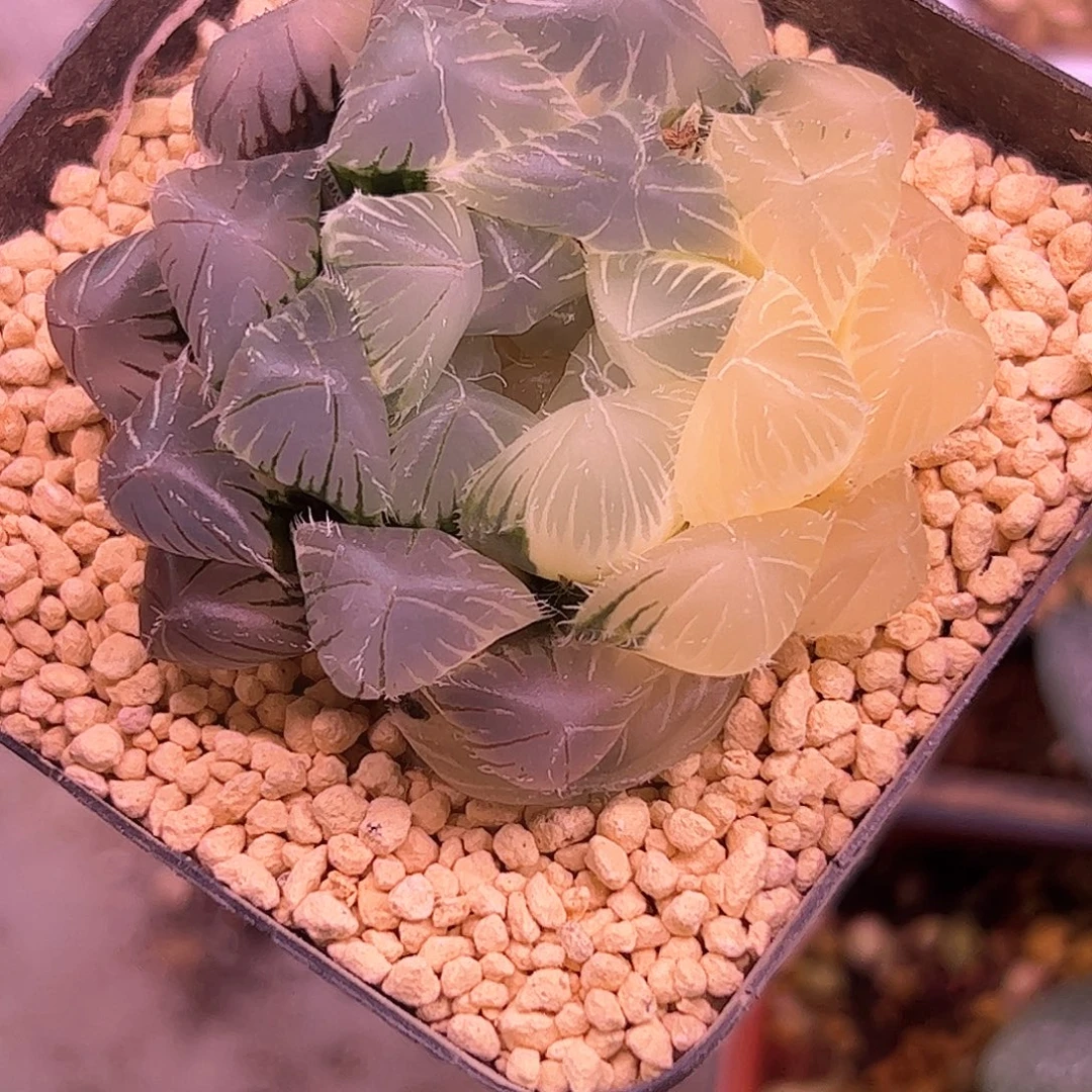 特大赤线部分糊斑锦